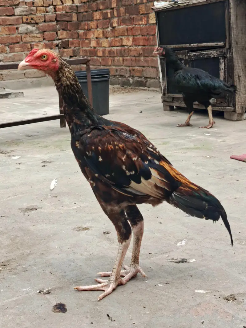 sawa aseel patha — photo 4