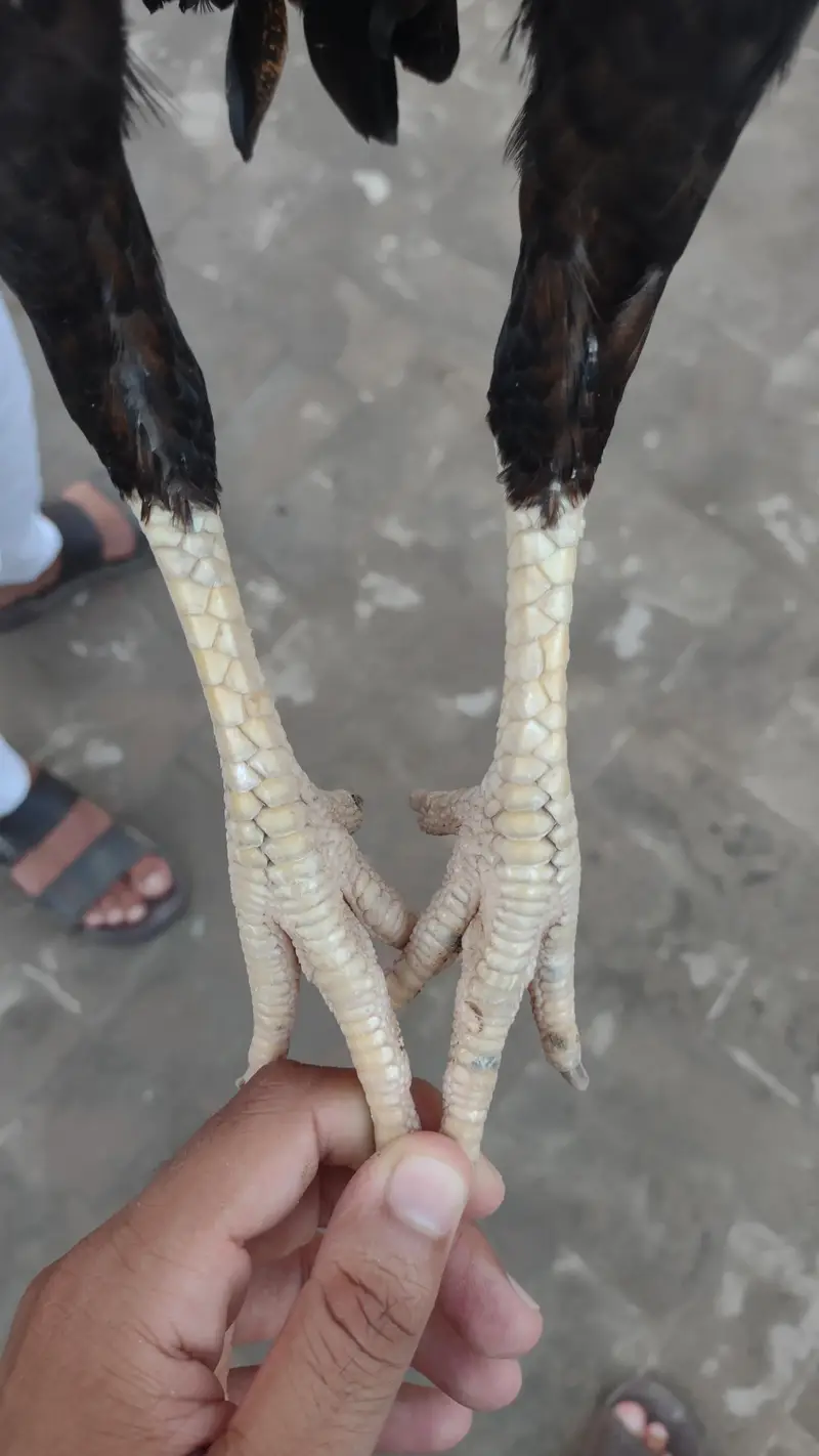 pure Aseel Miawali — photo 6