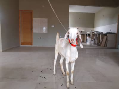 Taapri pat