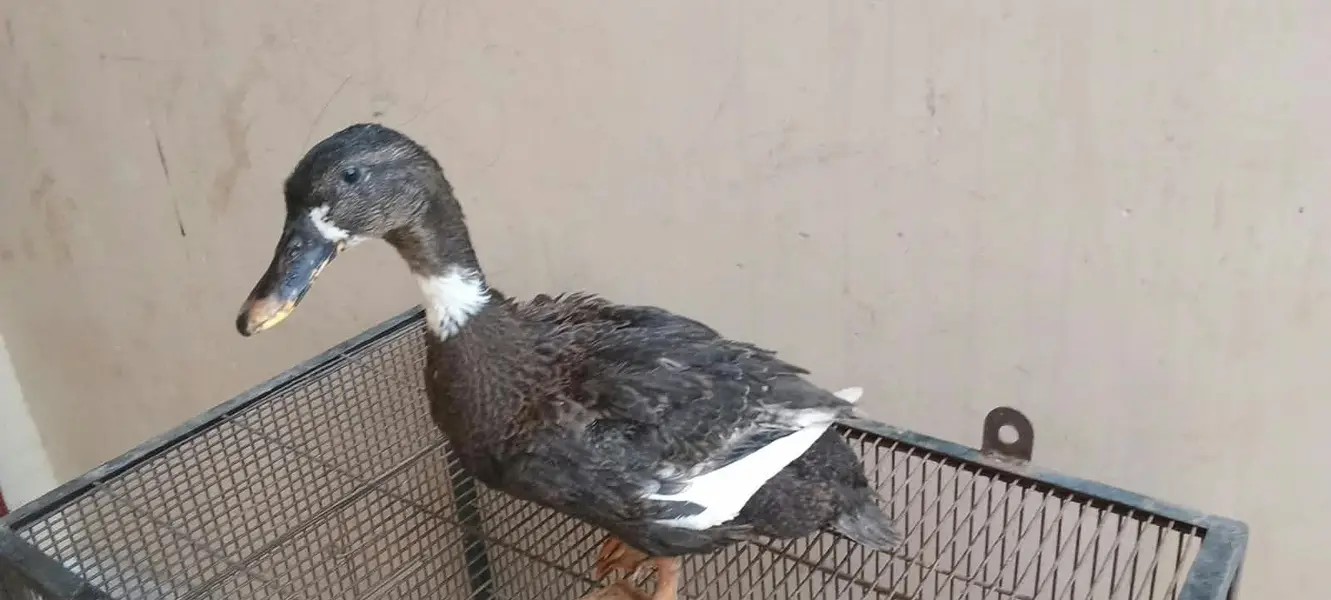 Duck ,btair — photo 3