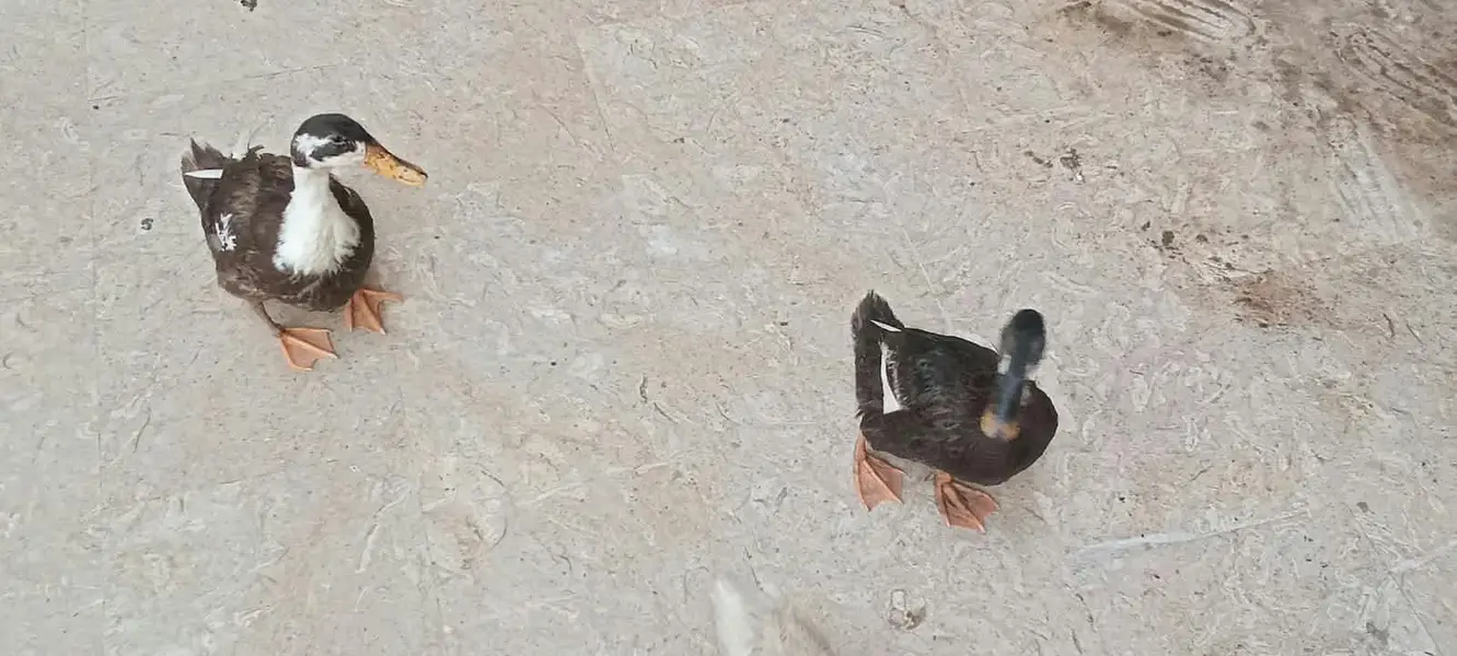 Duck ,btair — photo 7