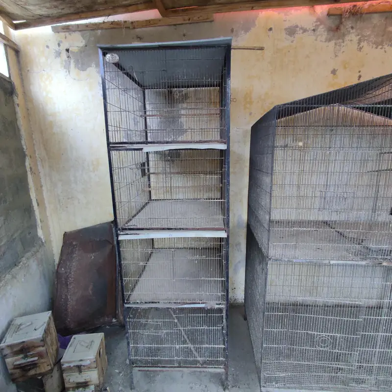 birds cages — photo 2