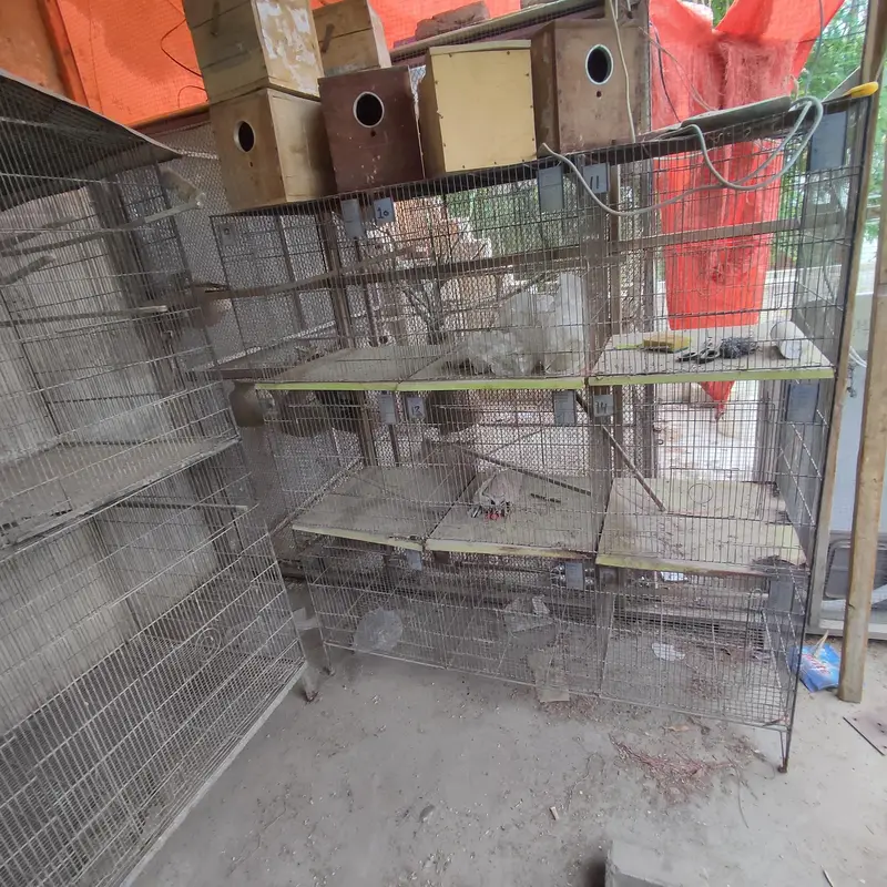 birds cages — photo 3