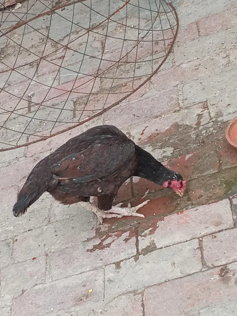 Healthy and active pair — photo 7