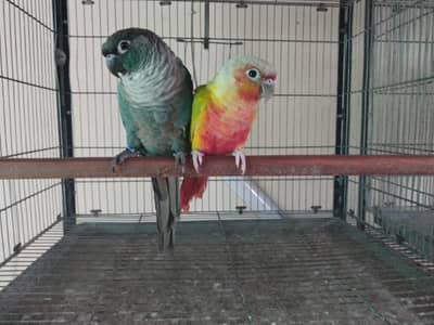blue turquoise/torquoise pair available conures