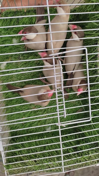 Fawn Java Breeder Pair