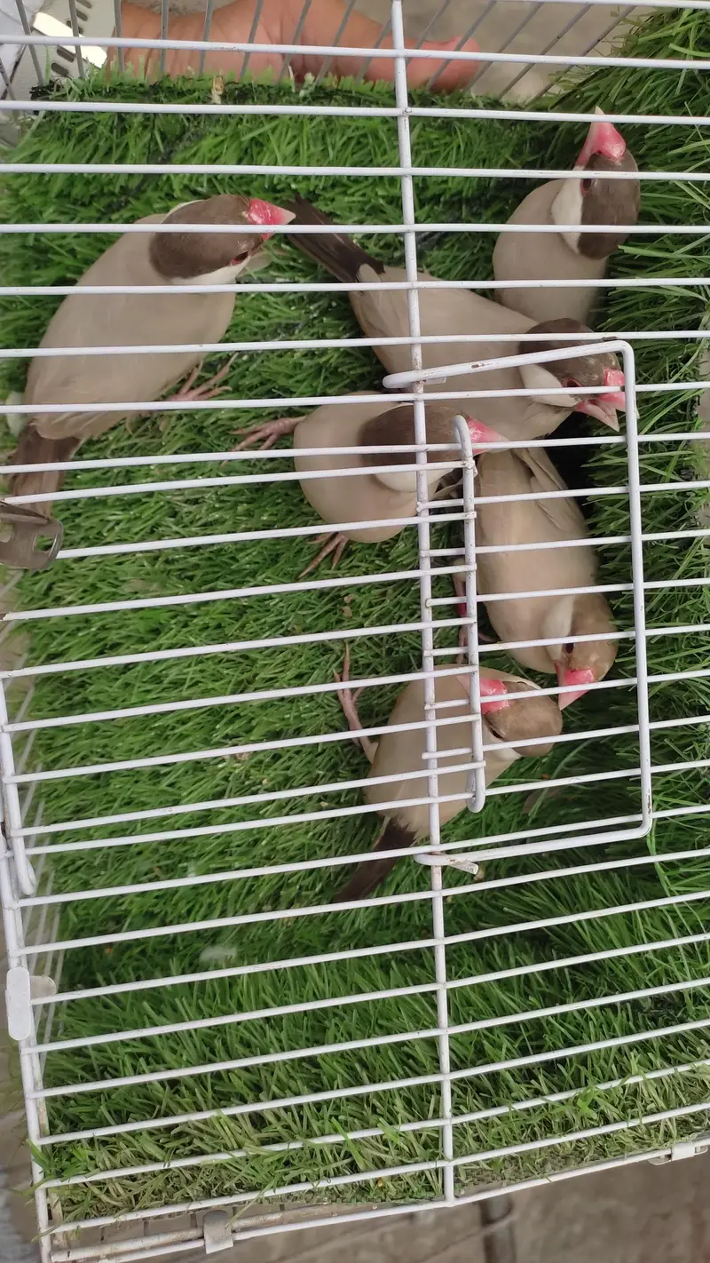 Fawn Java Breeder Pair — photo 2