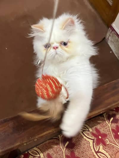 CFA BLOOD LINE PEKI MALE KITTEN