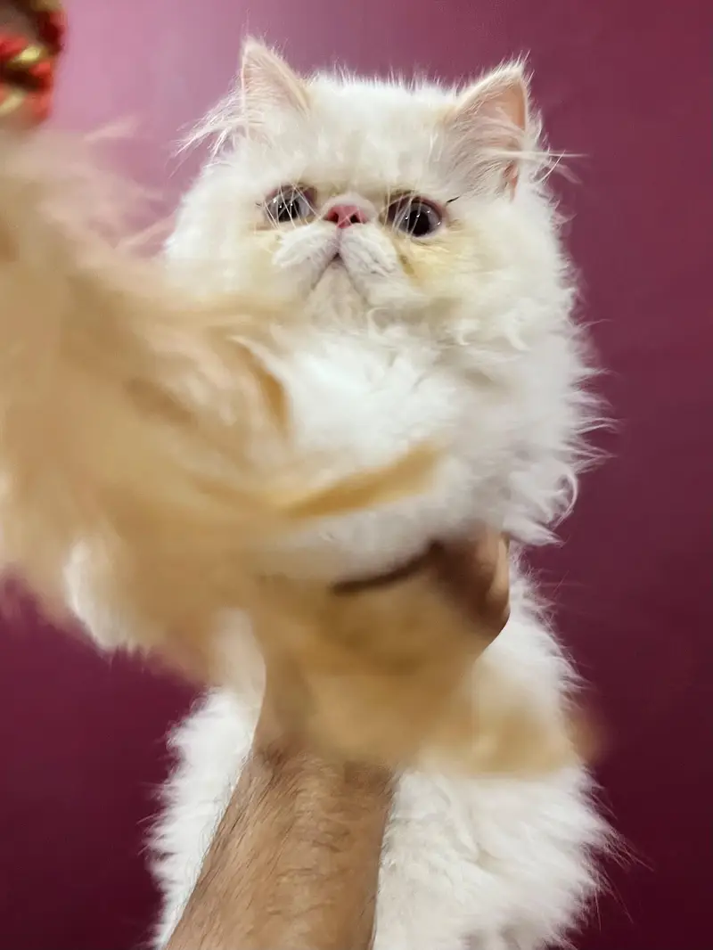 CFA BLOOD LINE PEKI MALE KITTEN — photo 2