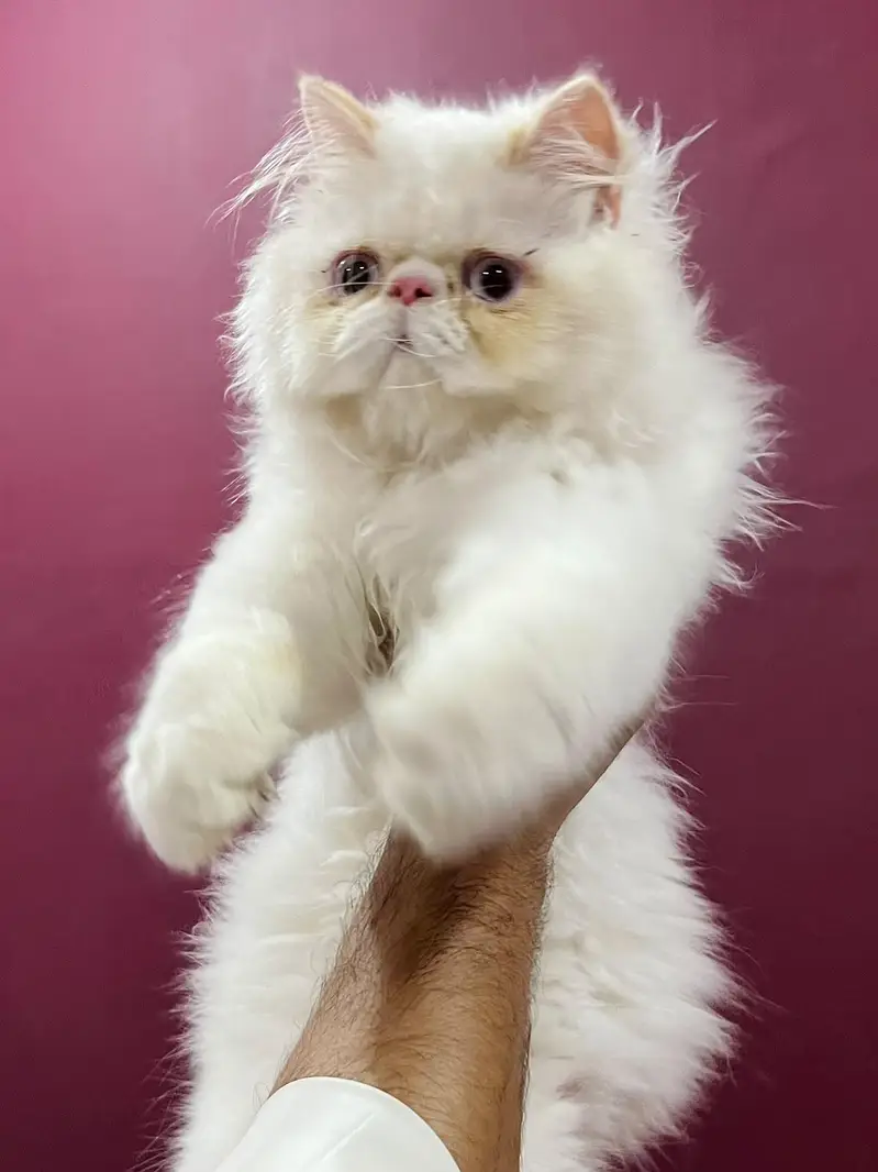 CFA BLOOD LINE PEKI MALE KITTEN — photo 4