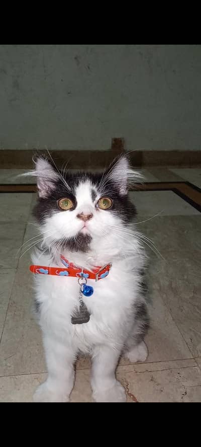 Persian cats/ Vaccinated/ neutered