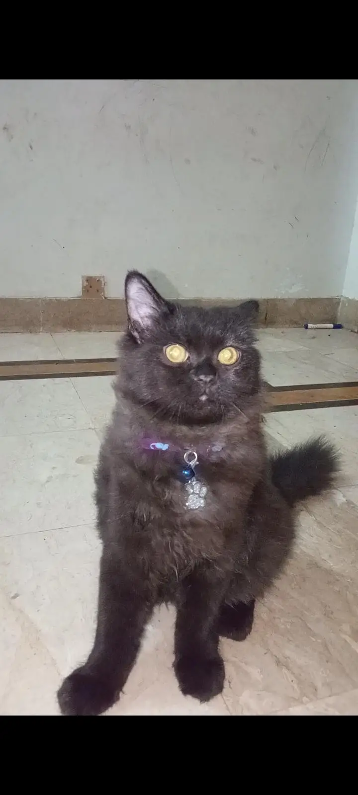 Persian cats/ Vaccinated/ neutered — photo 2