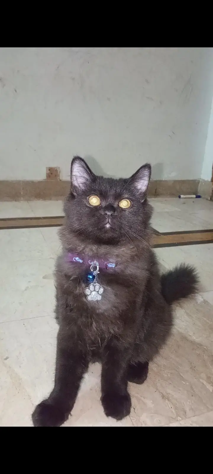Persian cats/ Vaccinated/ neutered — photo 3