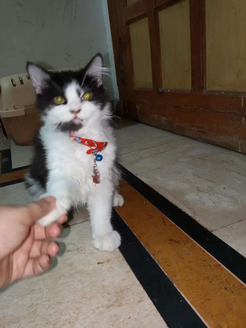Persian cats/ Vaccinated/ neutered — photo 4