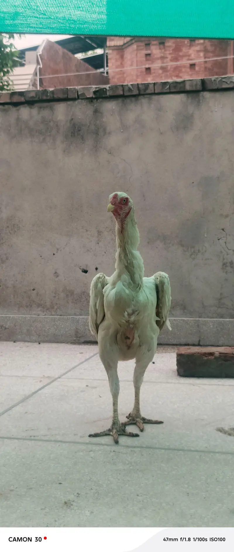 Shamo female — photo 3
