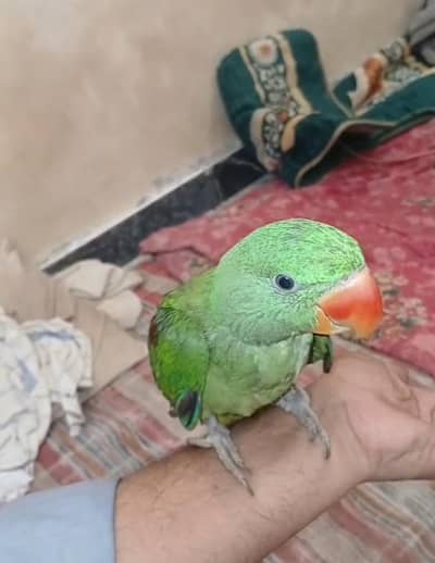 without cage les ho jai gy