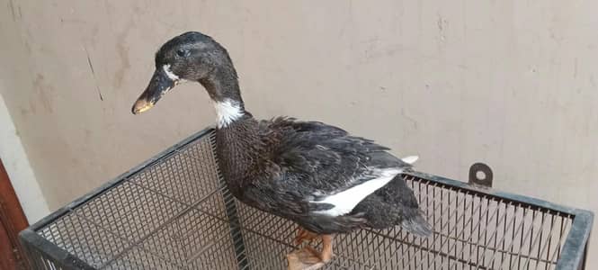 Hen , Duck, btair