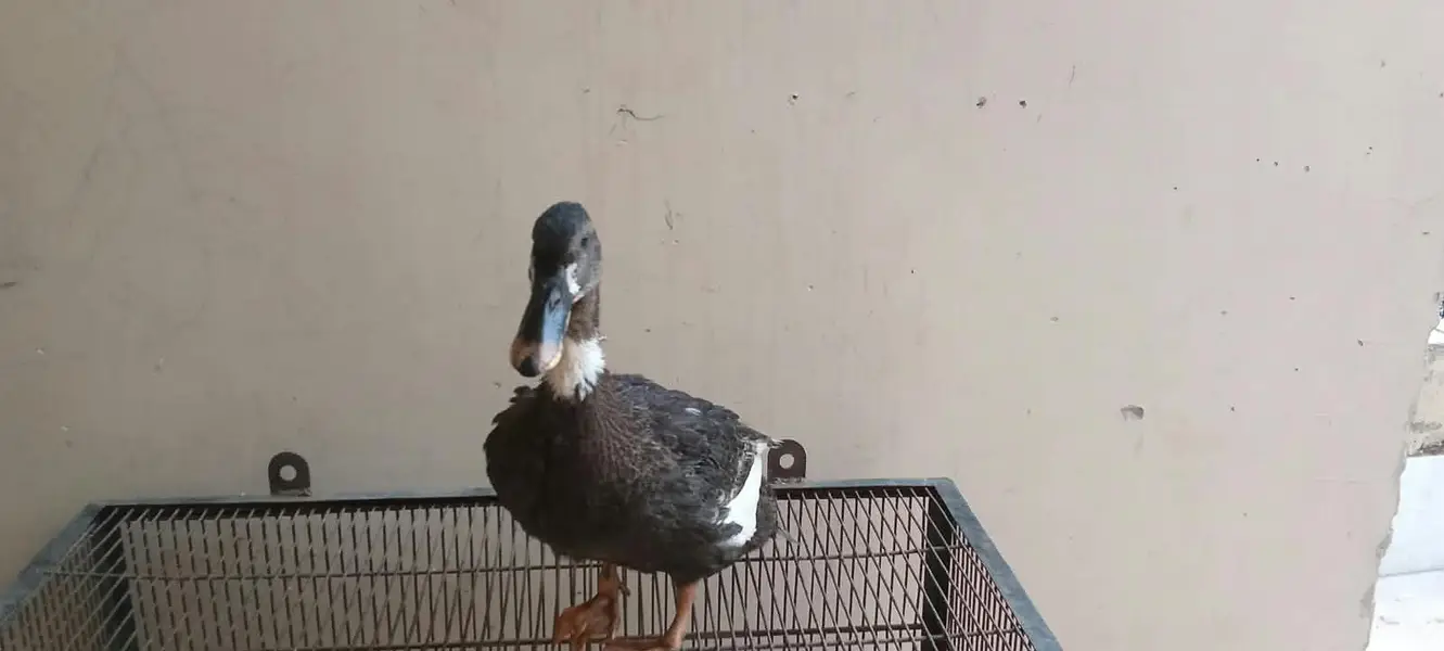 Duck, btair — photo 2