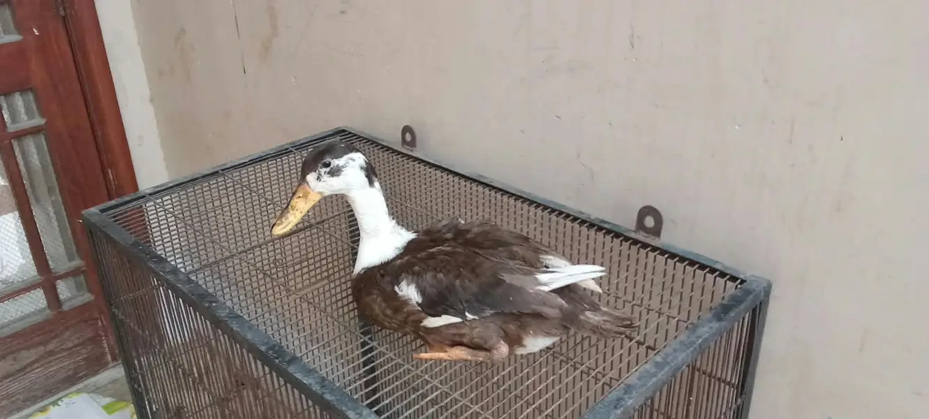 Duck, btair — photo 4