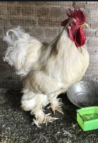 Fertile   eggs  fresh