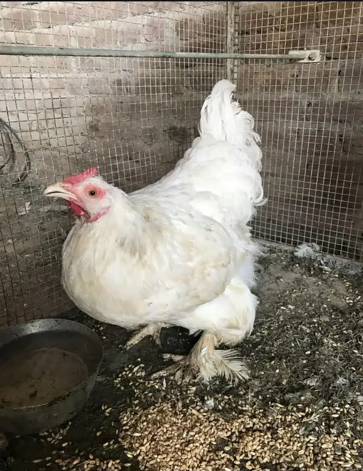 Fertile   eggs  fresh — photo 2
