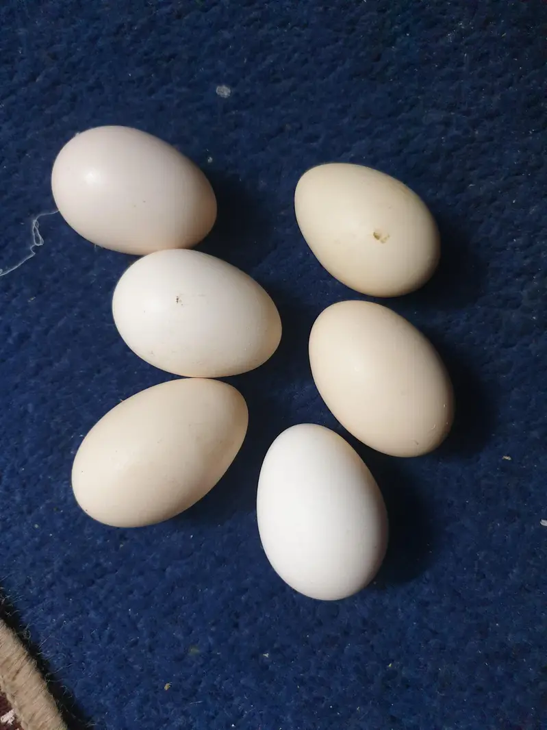 Fertile   eggs  fresh — photo 3