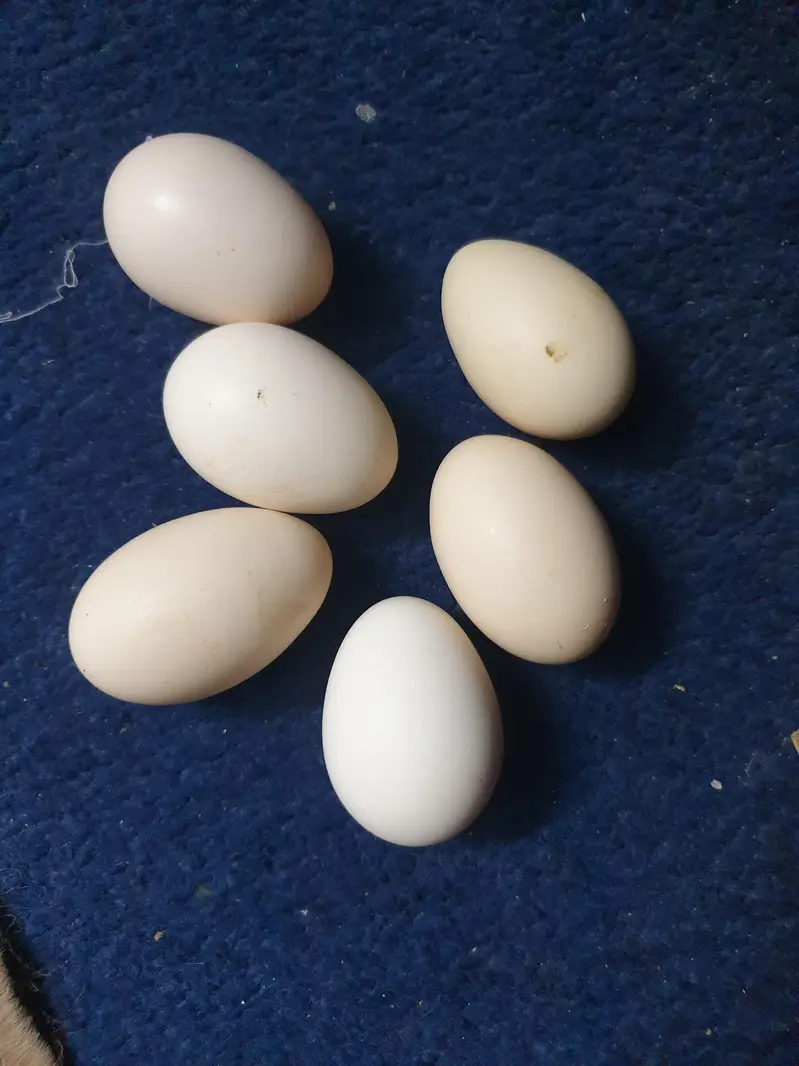 Fertile   eggs  fresh — photo 4