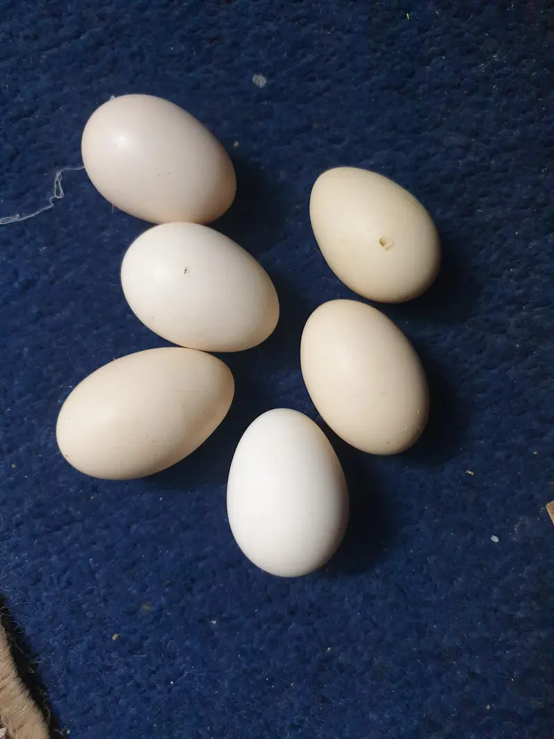 Fertile   eggs  fresh — photo 5