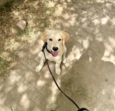 Golden Retriever Male Puppy – 3 Months | Fully Vaccinated