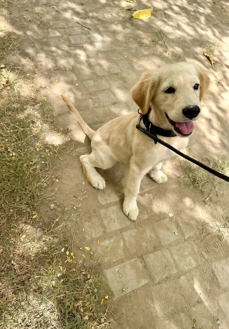 Golden Retriever Male Puppy – 3 Months | Fully Vaccinated — photo 2