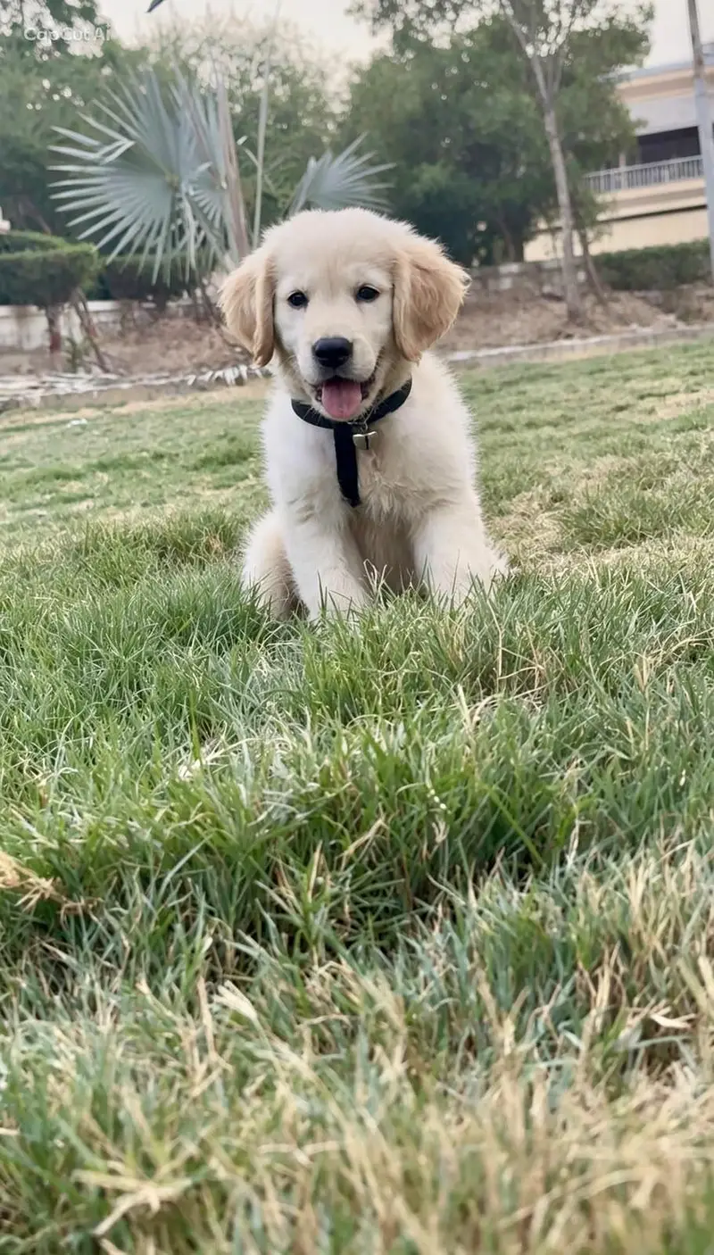 Golden Retriever Male Puppy – 3 Months | Fully Vaccinated — photo 3
