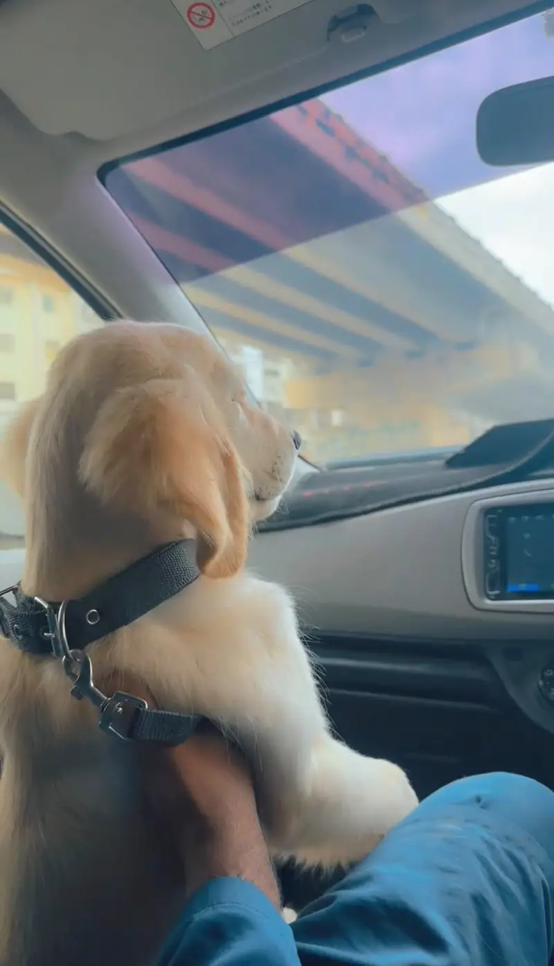 Golden Retriever Male Puppy – 3 Months | Fully Vaccinated — photo 4