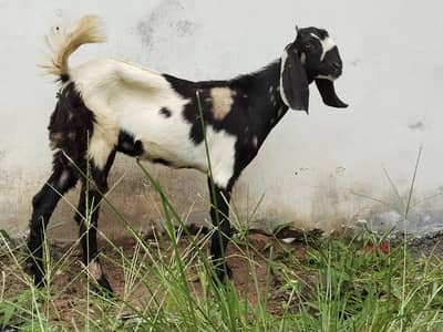 Beetal path for Sale 03181845986