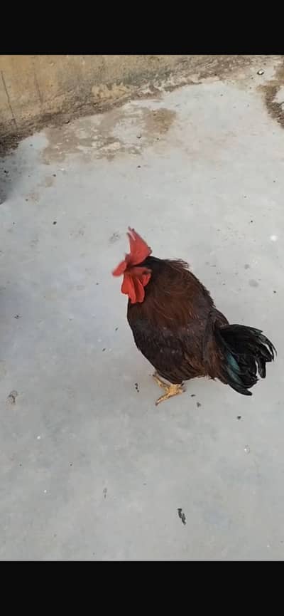 Male hen available