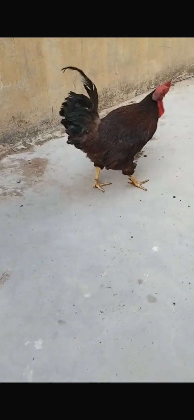 Male hen available — photo 2