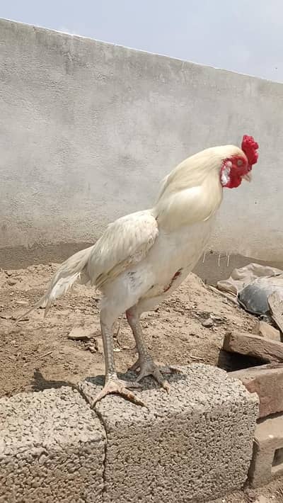 Aseel Heera Patha