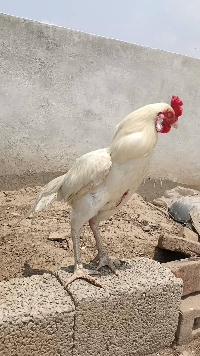 Aseel Heera Patha 0