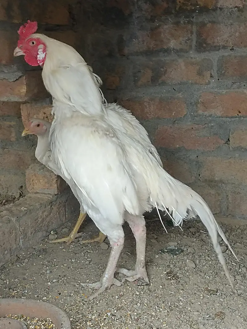 Aseel Heera Patha — photo 3