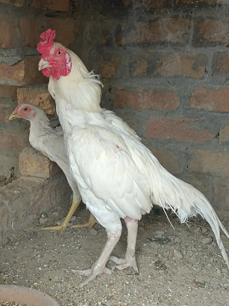 Aseel Heera Patha — photo 4