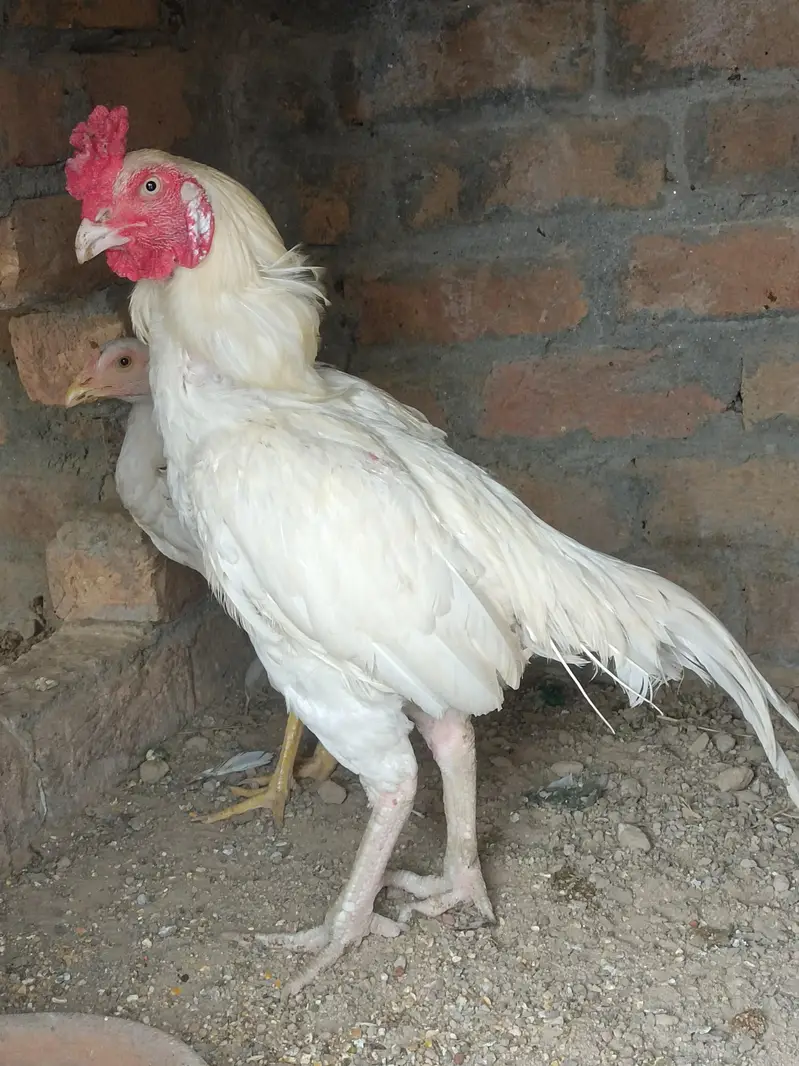 Aseel Heera Patha — photo 6