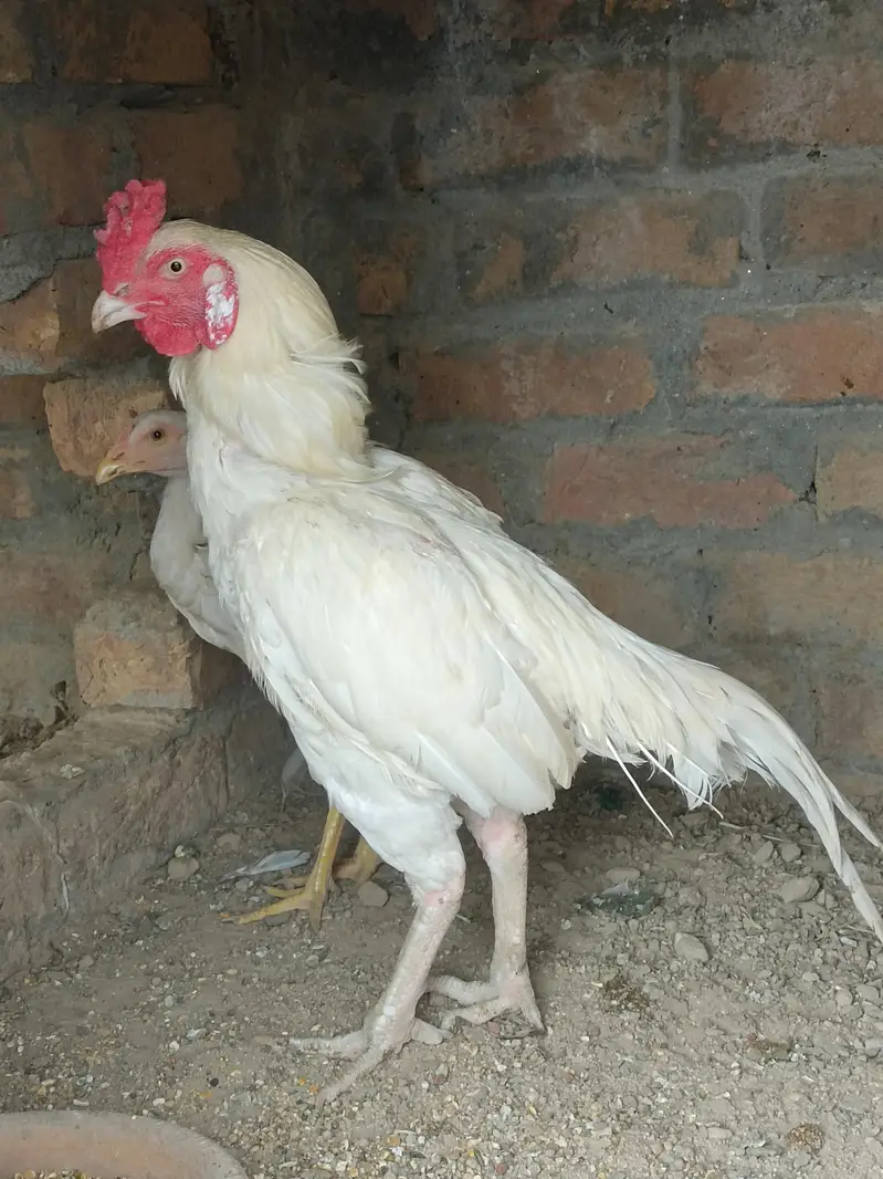 Aseel Heera Patha — photo 7