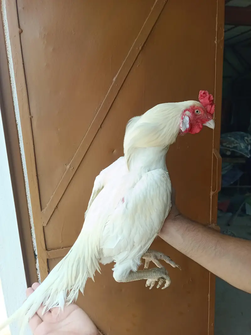 Aseel Heera Patha — photo 9