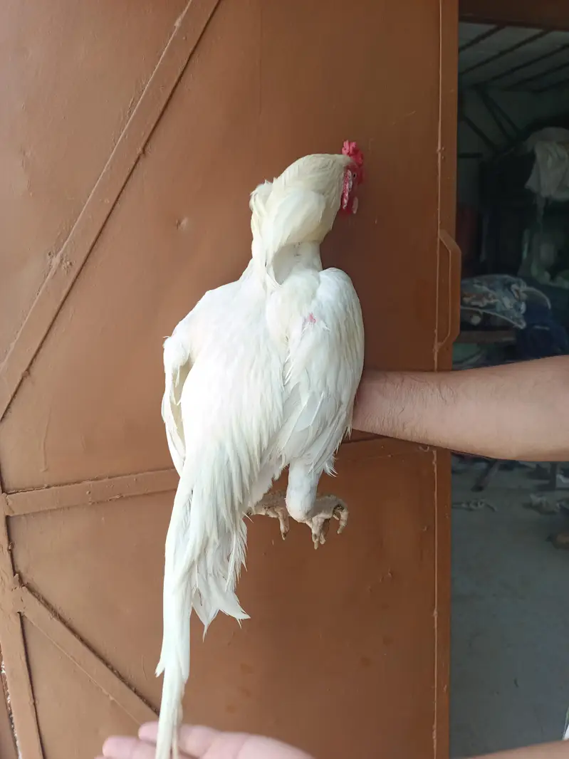 Aseel Heera Patha — photo 10