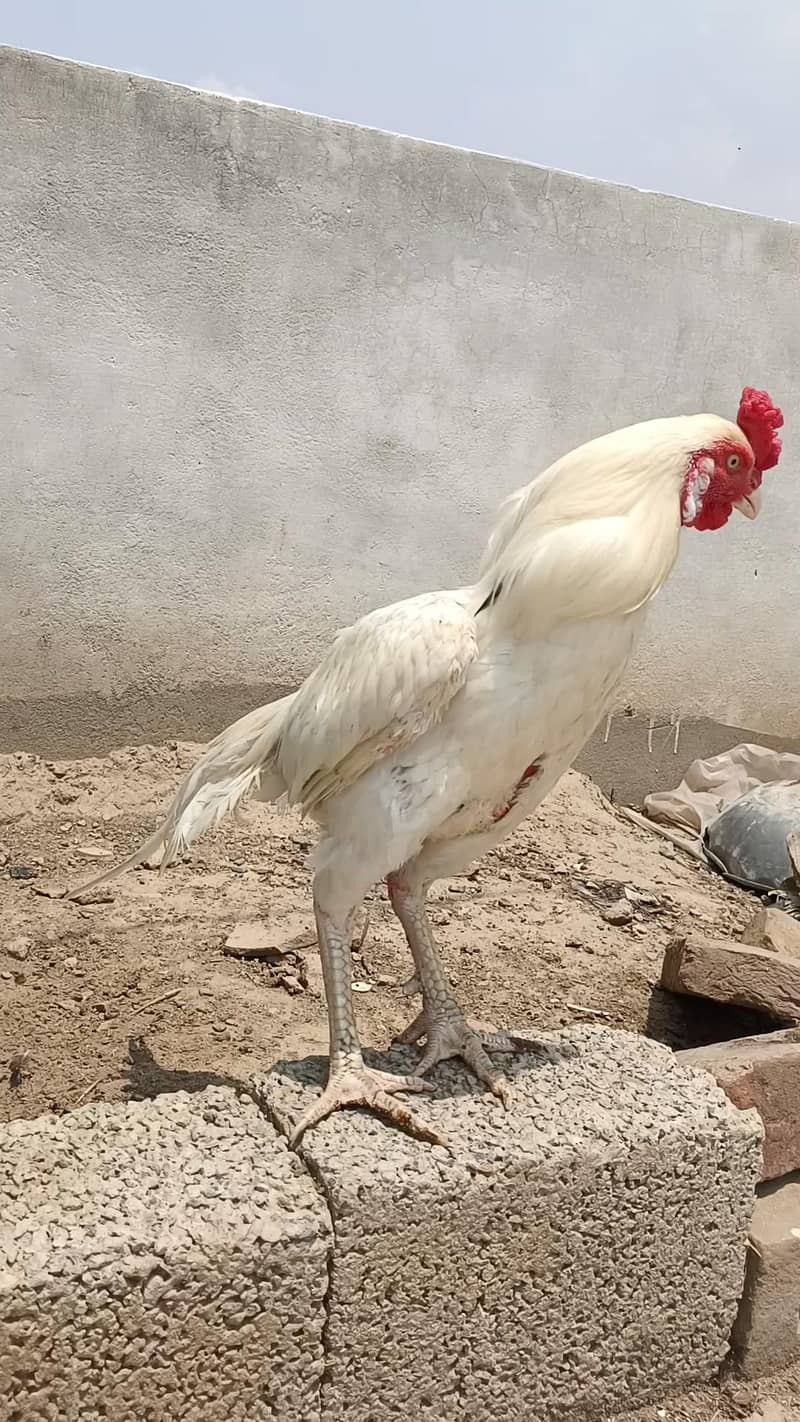 Aseel Heera Patha 10
