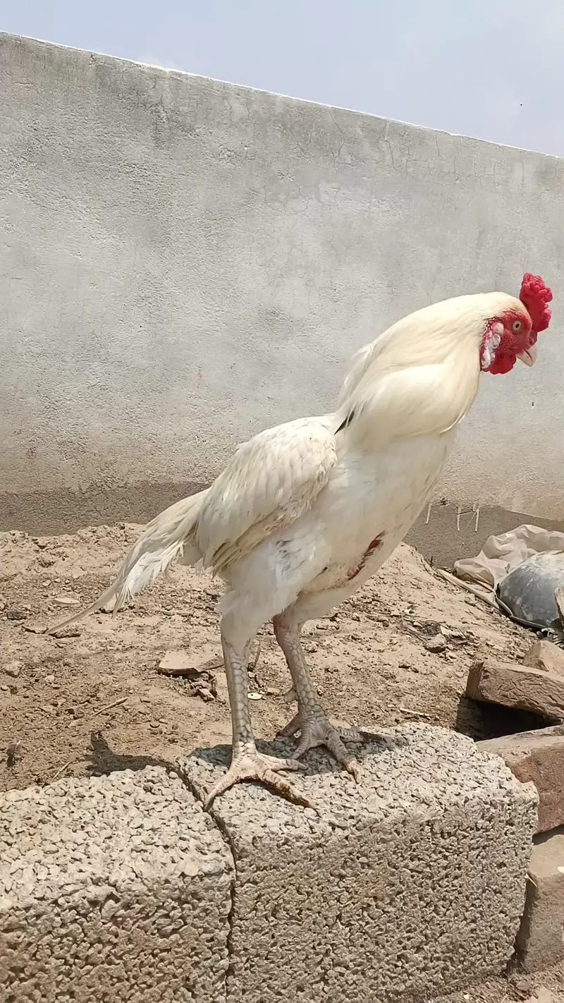 Aseel Heera Patha — photo 11