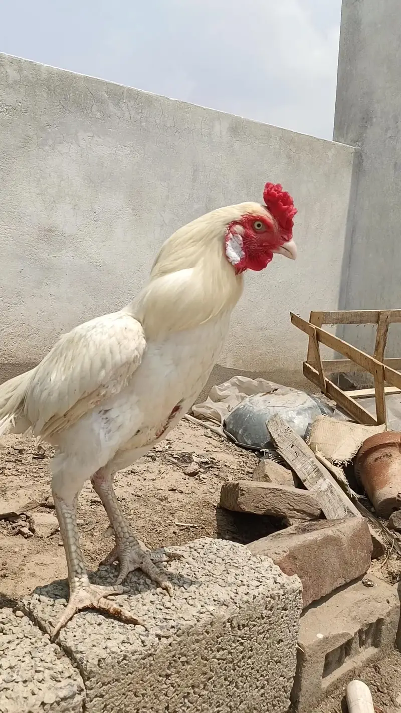 Aseel Heera Patha — photo 12