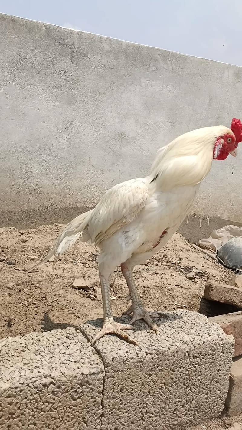 Aseel Heera Patha 13