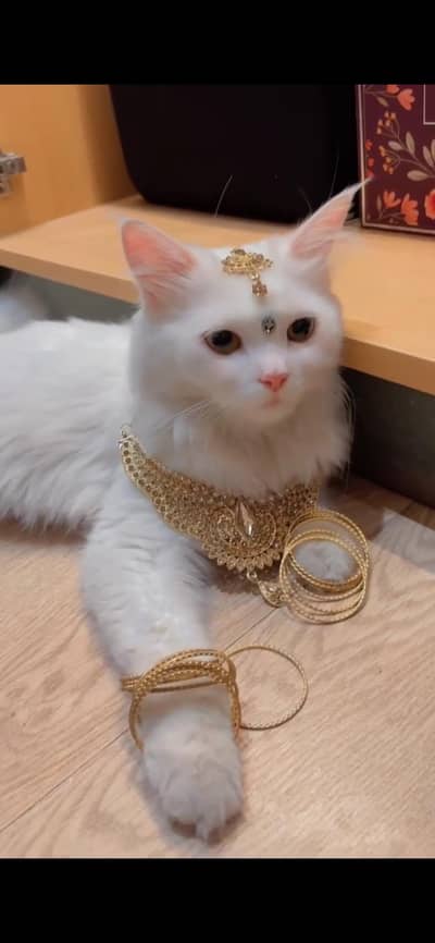 cats very friendly 03058251759