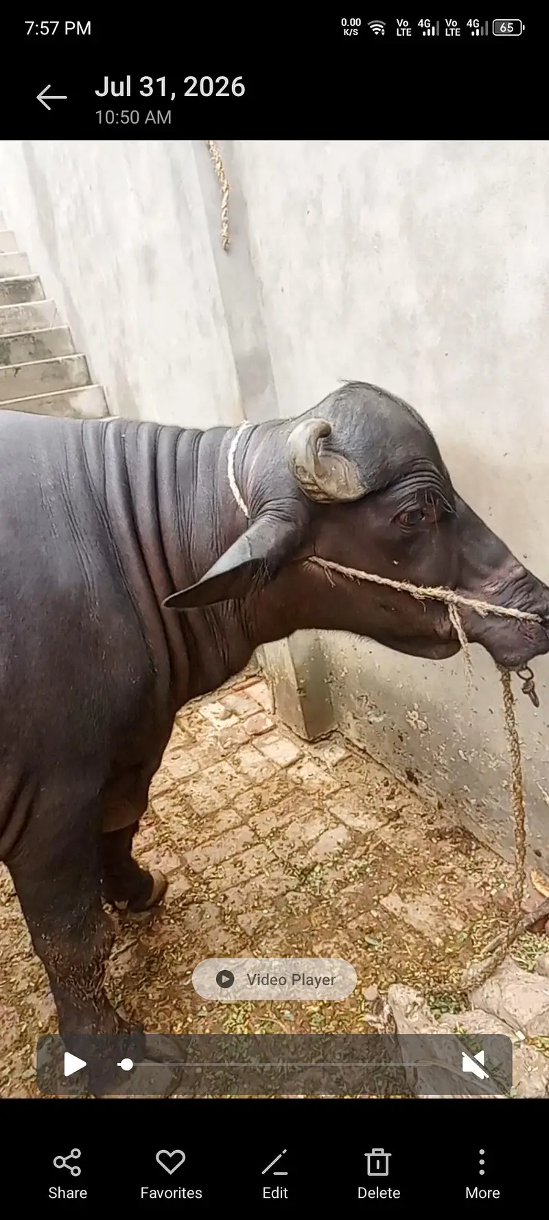 BABLU — photo 4