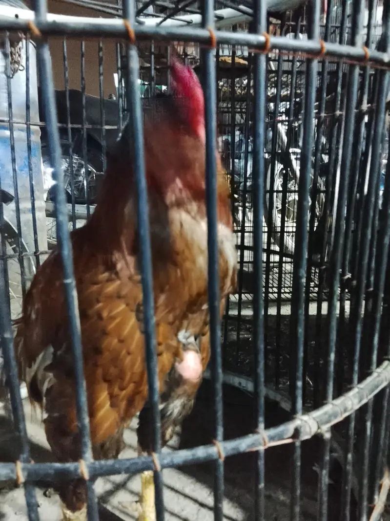 aseel murga hai — photo 5